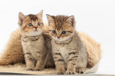 Beyaz zemin üzerinde bir kürk çöp üzerinde küçük şirin kedi yavrusu