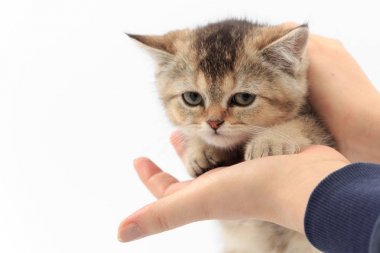 Beyaz zemin üzerinde bir adam elinde çizgili küçük şirin kedi yavrusu
