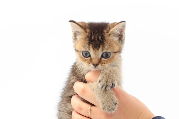 Pouco bonito gatinho listrado nas mãos de um homem em um fundo branco — Fotografia de Stock