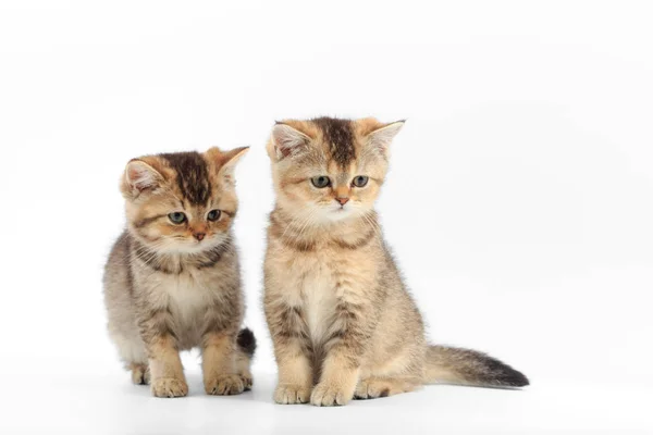 Piccolo gattino carino a strisce su uno sfondo bianco — Foto Stock