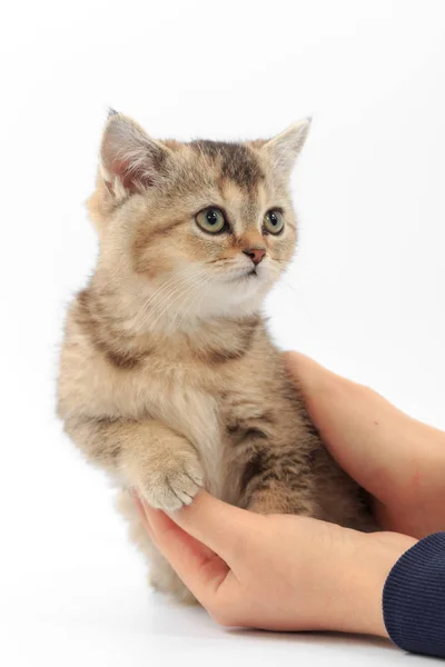 白い背景の上に人の手でストライプかわいい子猫 — ストック写真