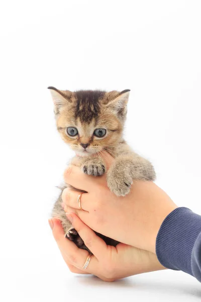 Roztomilé koťátko proužky v rukou člověka na bílém pozadí — Stock fotografie