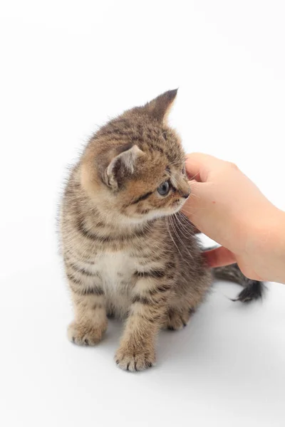스트라이프 흰색 배경에 남자의 손에 작은 귀여운 고양이 — 스톡 사진