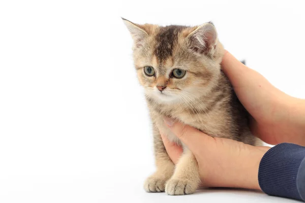 Pouco bonito gatinho listrado nas mãos de um homem em um fundo branco — Fotografia de Stock