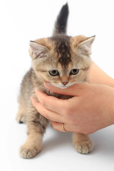 Pouco bonito gatinho listrado nas mãos de um homem em um fundo branco — Fotografia de Stock