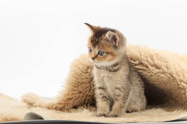 Little cute kitten on a fur litter on a white background — Stock Photo, Image