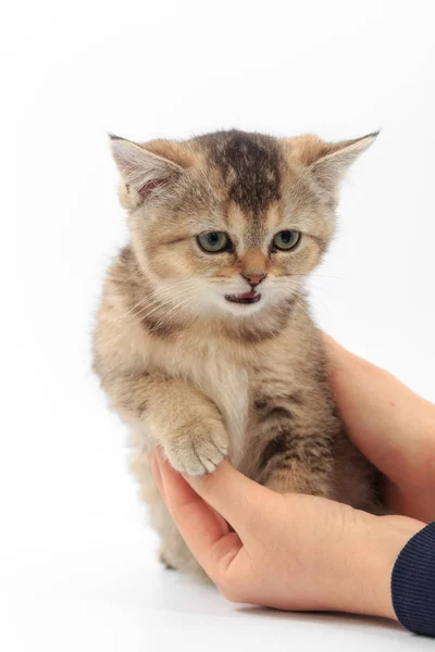 Roztomilé koťátko proužky v rukou člověka na bílém pozadí — Stock fotografie