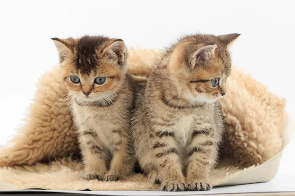 Piccolo gattino carino su una lettiera di pelliccia su uno sfondo bianco — Foto Stock