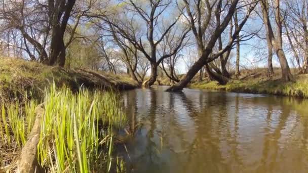 Time-lapse. Een veer van de bos in het voorjaar. Winderig. — Stockvideo