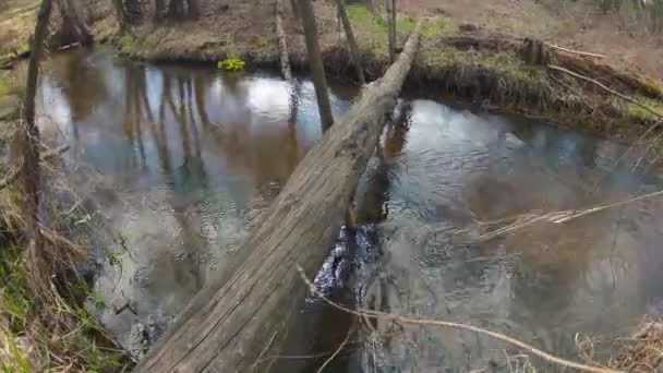 Time-Lapse. Most přes potok na jaře. Větrno. — Stock video