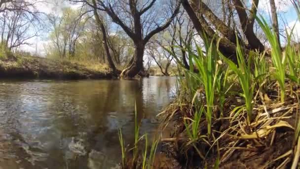 Un time-lapse. Una sorgente di foresta in primavera. Vento . — Video Stock