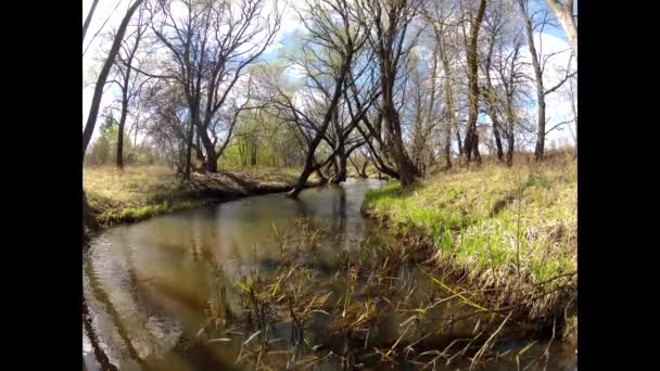 Desfasamento de tempo. Uma primavera florestal na primavera. Vento. . — Vídeo de Stock