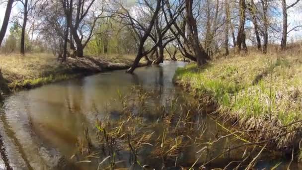 Desfasamento de tempo. Uma primavera florestal na primavera. Vento. . — Vídeo de Stock