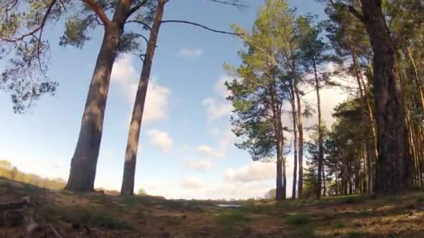 Hızlandırılmış. Bulutlar çam ormanı üzerinde çalışan. — Stok video