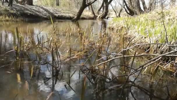 Time-lapse. A forest spring in spring. Windy. — Stock Video