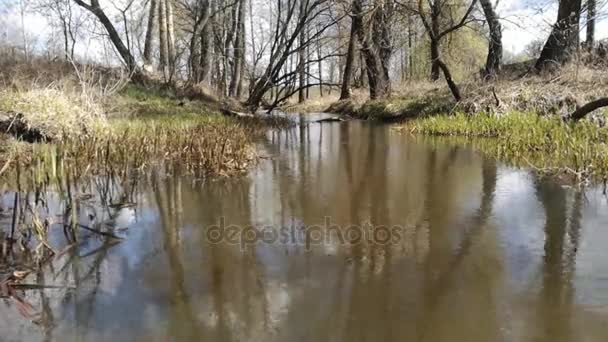 Un laps de temps. Une forêt ressort au printemps. Vent. .