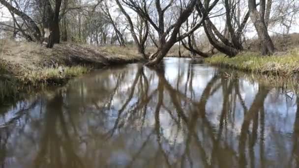 Un laps de temps. Une forêt ressort au printemps. Vent. .