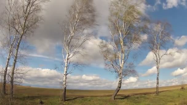 Переплетення часу. Берези гойдаються на вітрі на тлі неба з хмарами навесні — стокове відео