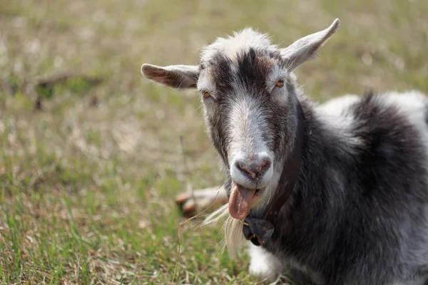 Goat close up grazing in a meadow — Stock Photo, Image