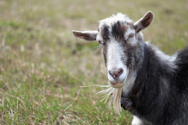 Cabra de cerca pastando en un prado — Foto de Stock