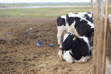 Gomel, Beyaz Rusya - 19 Nisan 2017: genç boğa hedge otlatmak ve Silaj yemek.