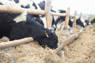 Gomel, Beyaz Rusya - 19 Nisan 2017: genç boğa hedge otlatmak ve Silaj yemek.