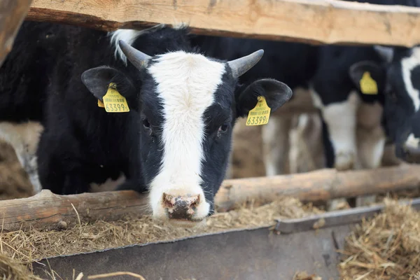 GOMEL, BÉLARO - 19 DE ABRIL DE 2017: Los toros jóvenes pastan el seto y comen ensilado . — Foto de Stock