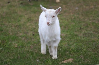 Bir keçi keçi ile avluya gidecek