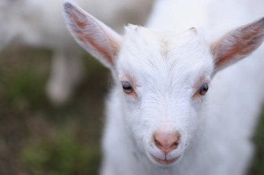 Bir keçi keçi ile avluya gidecek