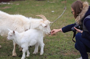 Kız bir keçi Yard'da beslenir.