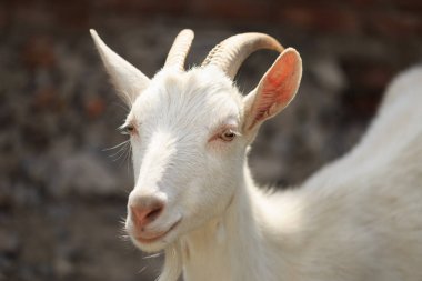 Bir keçi keçi ile avluya gidecek