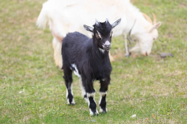 Una cabra con cabras irá al patio — Foto de Stock