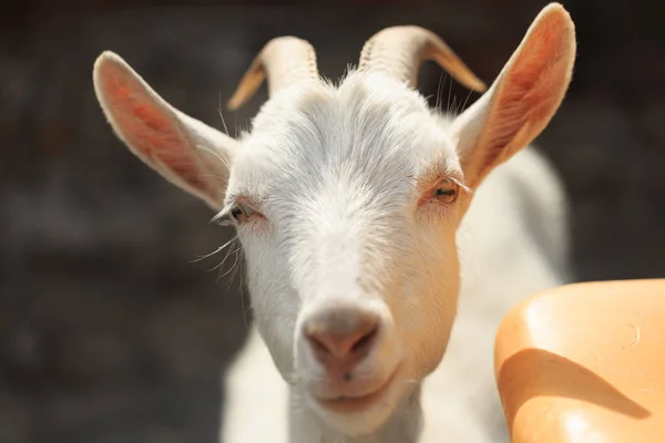 Una cabra con cabras irá al patio —  Fotos de Stock