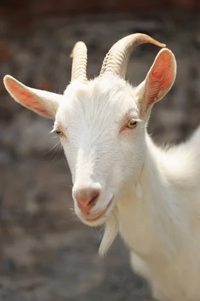 Una cabra con cabras irá al patio — Foto de Stock