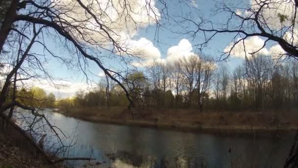 Antenne: schöner sonniger Wald im zeitigen Frühling — Stockvideo