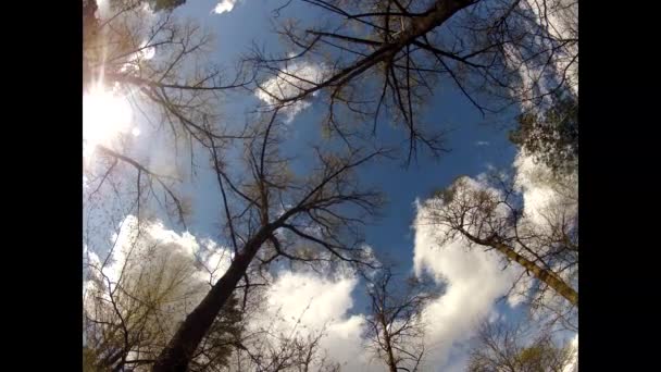 Vrcholky stromů proti modré obloze s mraky. — Stock video