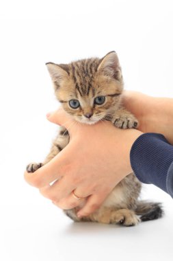 Beyaz zemin üzerinde bir adam elinde çizgili küçük şirin kedi yavrusu