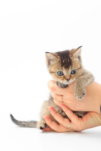 Pouco bonito gatinho listrado nas mãos de um homem em um fundo branco — Fotografia de Stock