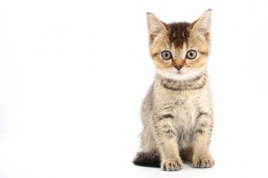 Beyaz bir arka plan üzerinde çizgili küçük şirin kedi yavrusu