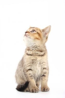 Beyaz bir arka plan üzerinde çizgili küçük şirin kedi yavrusu