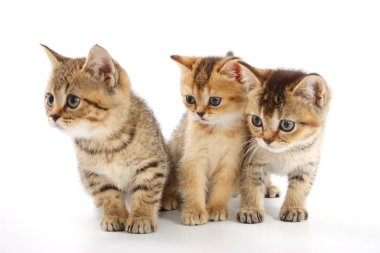 Beyaz bir arka plan üzerinde çizgili küçük şirin kedi yavrusu