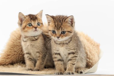 Beyaz zemin üzerinde bir kürk çöp üzerinde küçük şirin kedi yavrusu