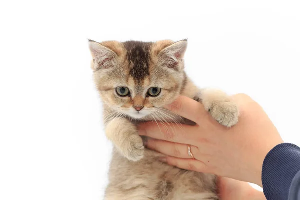 Pouco bonito gatinho listrado nas mãos de um homem em um fundo branco — Fotografia de Stock