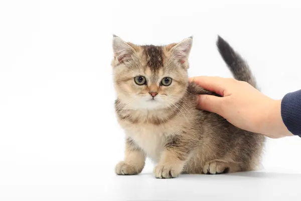 Lilla söta kattunge randig i händerna på en man på en vit bakgrund — Stockfoto