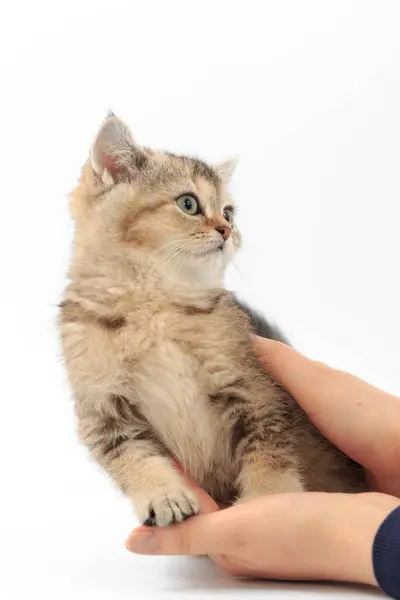 스트라이프 흰색 배경에 남자의 손에 작은 귀여운 고양이 — 스톡 사진