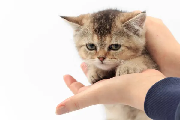 Pouco bonito gatinho listrado nas mãos de um homem em um fundo branco — Fotografia de Stock