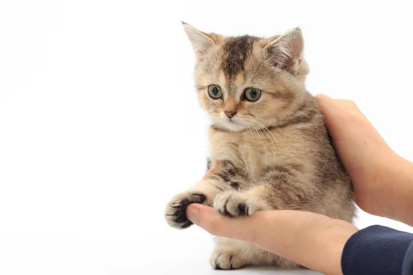 Pouco bonito gatinho listrado nas mãos de um homem em um fundo branco — Fotografia de Stock