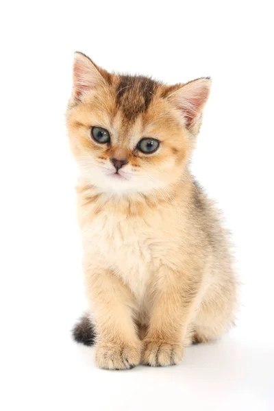 Маленький милый котенок в полоску на белом фоне — стоковое фото