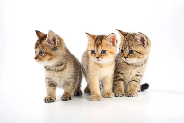 Pequeño gatito lindo rayado sobre un fondo blanco — Foto de Stock