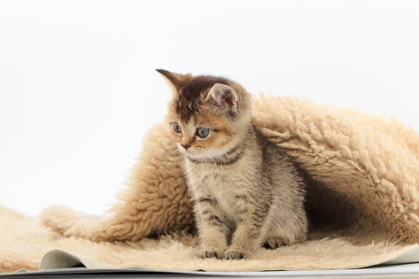 Petit chaton mignon sur une litière de fourrure sur un fond blanc — Photo